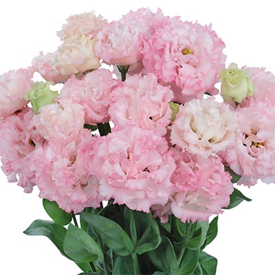 トルコギキョウ ボヤージュ(2型) チャームピンク