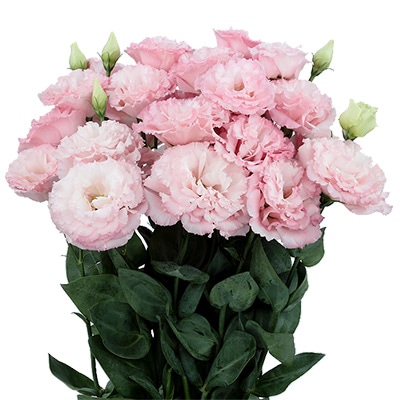 トルコギキョウ マキア(R)(3型)ライトピンク