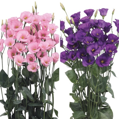 トルコギキョウ ソロ(R) PF ララ ミックス