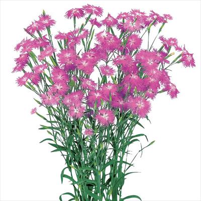 ダイアンサス ミーティア ローズピンク