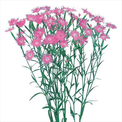 ダイアンサス ミーティア ピンク