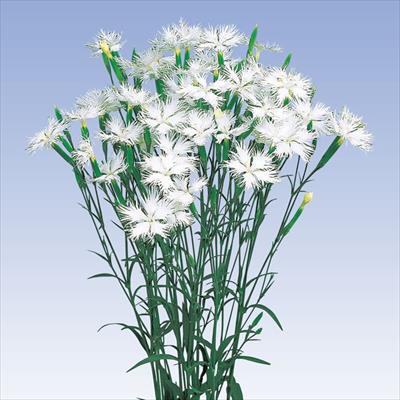 ダイアンサス ミーティア ホワイト