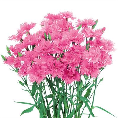 ダイアンサス ダブルエレガンス ピンク