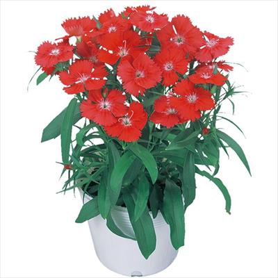 ダイアンサス シバ スカーレット