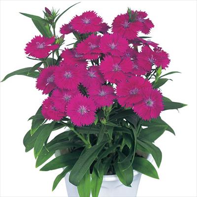 ダイアンサス ベルフィー パープル