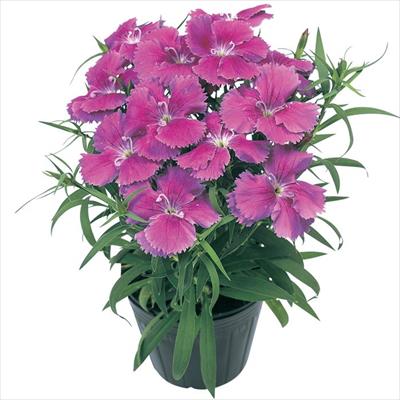 ダイアンサス ダイアナ ブルーベリー