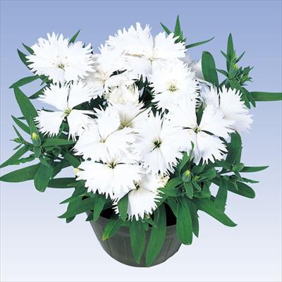 ダイアンサス ダイアナ ホワイト