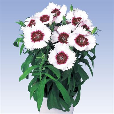 ダイアンサス ダイアナ パープルセンターホワイト