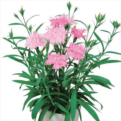 ダイアンサス スープラ ピンク