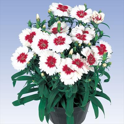 ダイアンサス ダイアナ レッドセンターホワイト