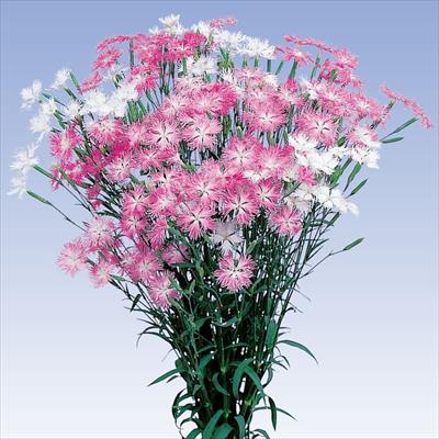 なでしこ ミーティア ミックス