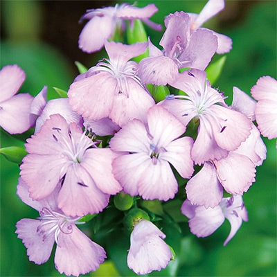 ふじなでしこ サマーラベンダー