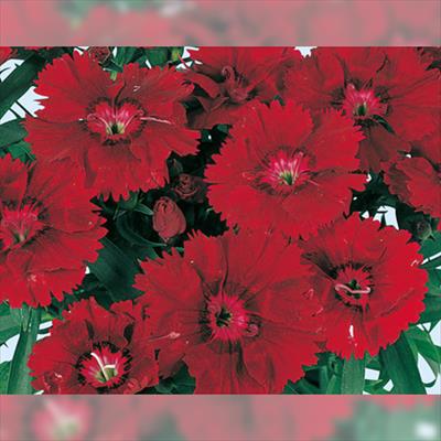 ダイアンサス ダイアナ クリムソン