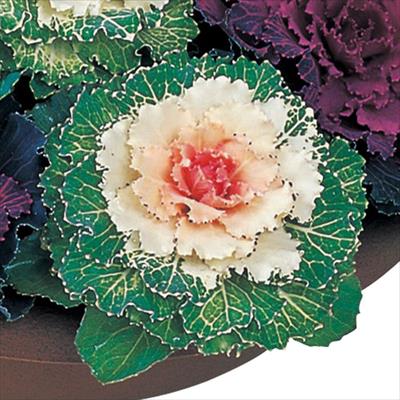 ハボタン 雪の華 種 タネ 球根 苗の通販はサカタのタネ オンラインショップ