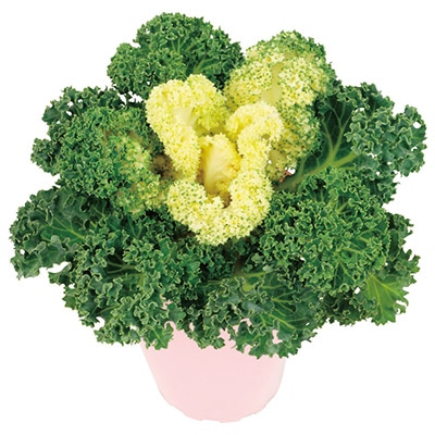 ハボタン バニー ホワイト