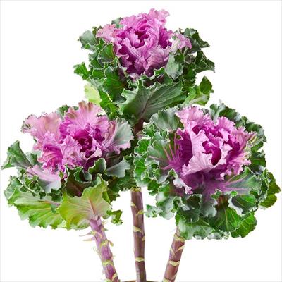 ハボタン クレオパトラ