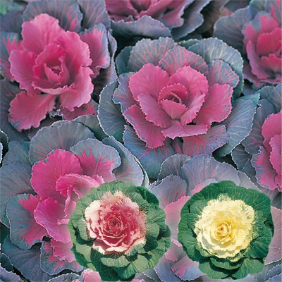 ハボタン つづみ ミックス