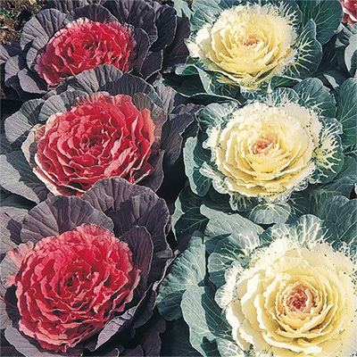 ハボタン 丸葉系 混合