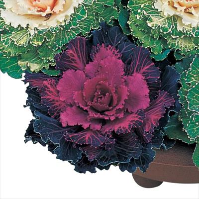 ハボタン 紅の華