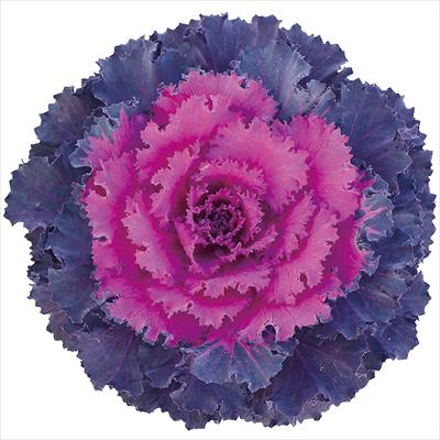 ハボタン ローブ(R) レッド