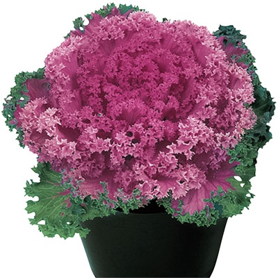 ハボタン ドレス ピーチ