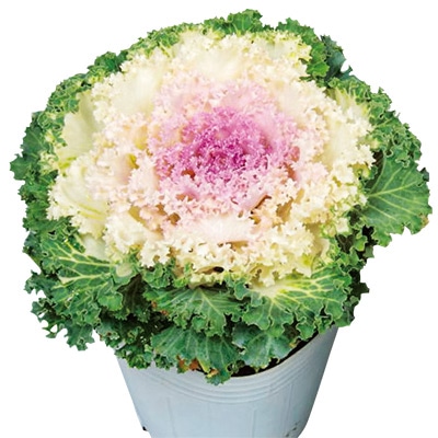 ハボタン ドレス ピンクバイカラー