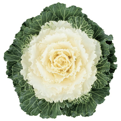 ハボタン ローブ(R) ホワイト