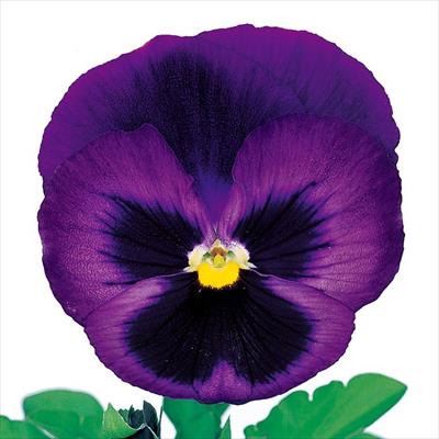 パンジー パシオ(R) デニム