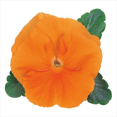 パンジー オトノ オレンジ