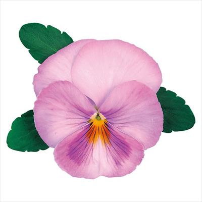 草花の種 パンジー ビオラ 種 タネ 球根 苗の通販はサカタのタネ オンラインショップ