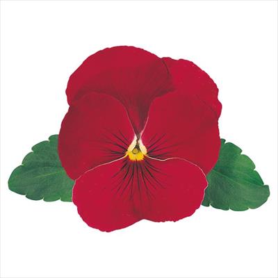 パンジー オトノ ローズ