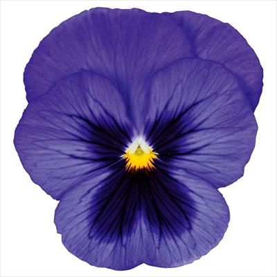 パンジー パシオ(R) ツンブルーブロッチ（ver.3）