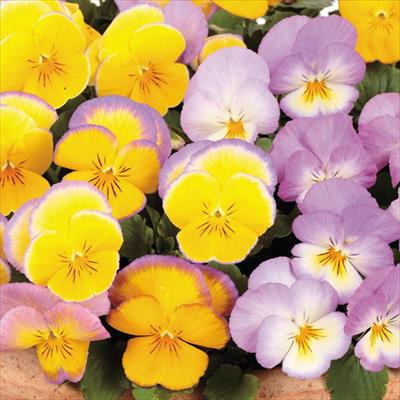 パンジー 虹色スミレ(R) ラブリームーン