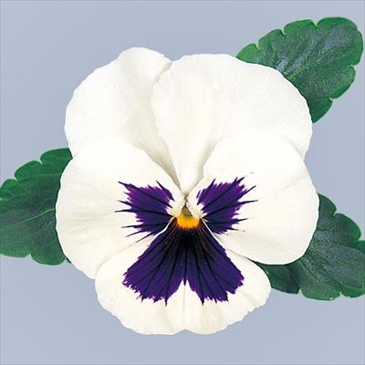 パンジー プロント ホワイト