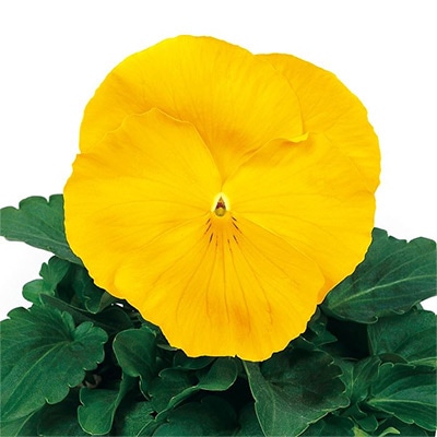 パンジー パシオ(R) クリアイエロー