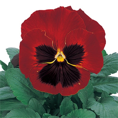 パンジー様　ご確認専用ページ　☘イタリア製食器☘ 楽天市場】波佐見焼 皿 19.5cm パンジー PANSY 花柄 食器