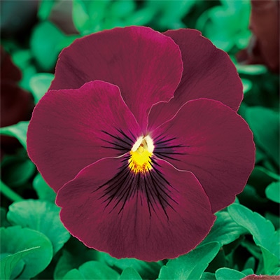 パンジー パシオ(R) ローズブロッチ