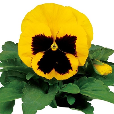 パンジー パシオ(R) イエローブロッチ