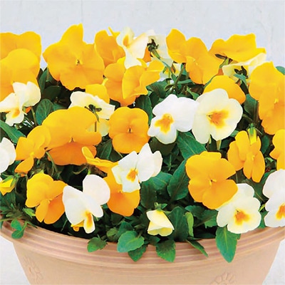 パンジー よく咲くスミレ カラーパレット(R) ビタミン・ラテ