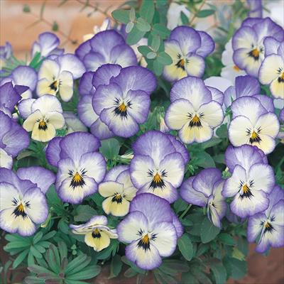 パンジー よく咲くスミレ ソーダ