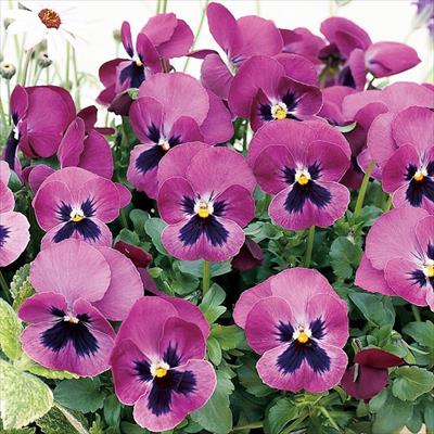 パンジー よく咲くスミレ ラズベリー