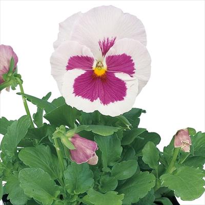 パンジー パシオ(R) いちごみるく