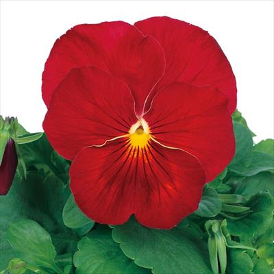 パンジー パシオ(R) クリアスカーレット(ver.2)