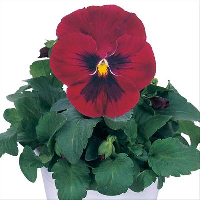 パンジー パシオ(R) ローズブロッチ