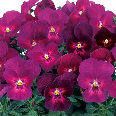 パンジー よく咲くスミレ カシス