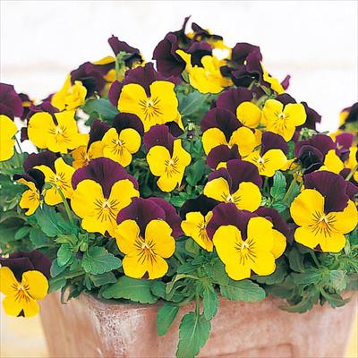 パンジー よく咲くスミレ スイートポテト