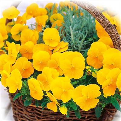 パンジー よく咲くスミレ パイナップル