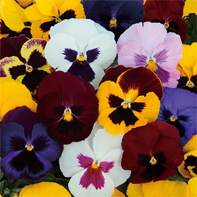 パンジー パシオ(R) ブロッチミックス