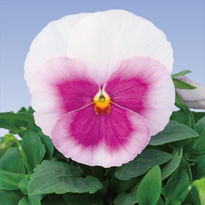 パンジー パシオ(R) ピンクフレア