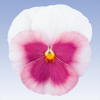 パンジー パシオ(R) ピンクフレア